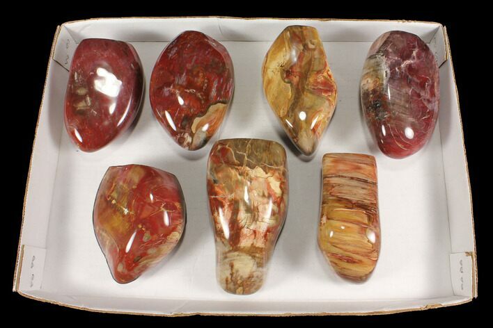 Lot: Lbs Free-Standing, Polished Petrified Wood - Pieces #92424
